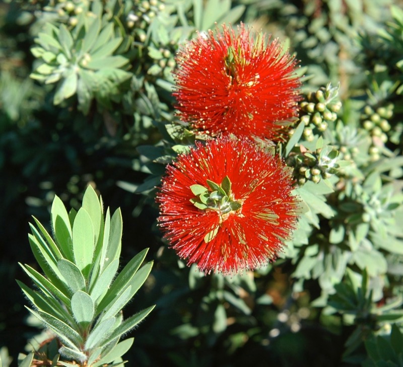 Garden photograph