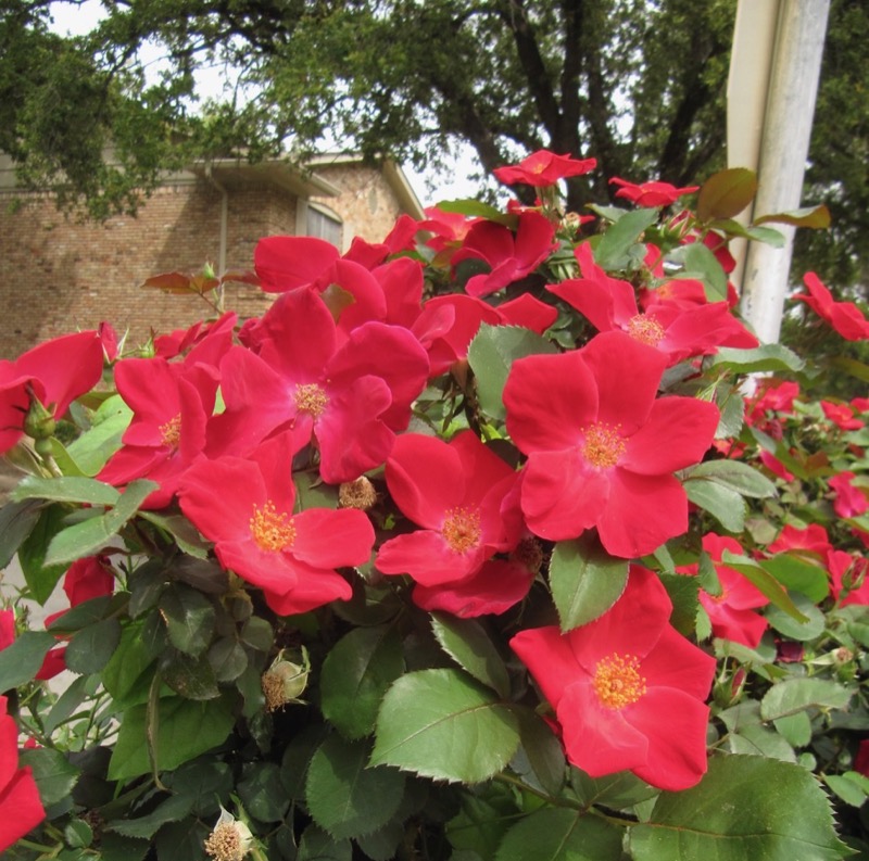 Garden photograph