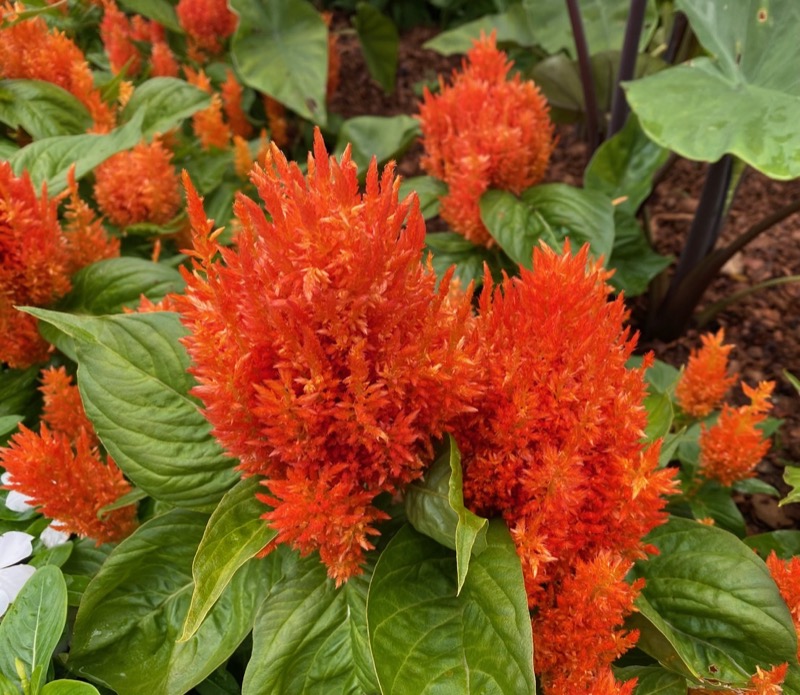 Garden photograph