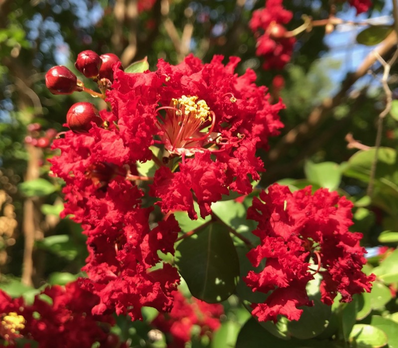 Garden photograph