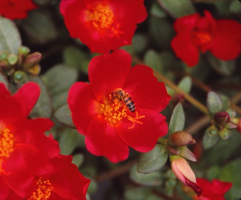 Garden photograph