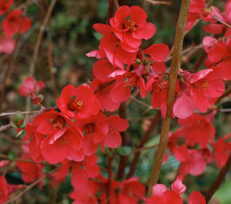 Garden photograph