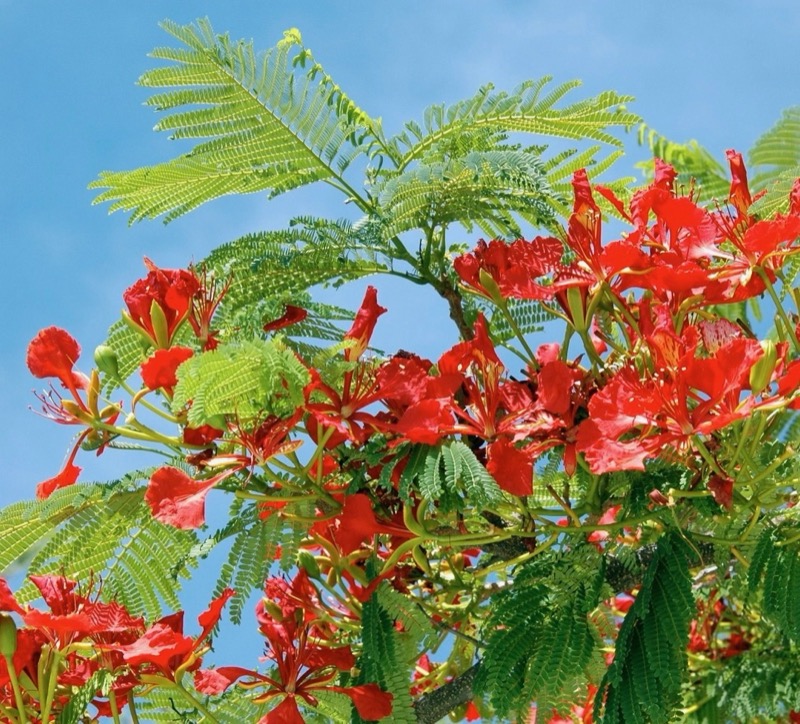 Garden photograph